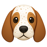 Basset Hound